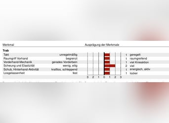 Westfaliano, Semental, 1 año, 172 cm, Alazán-tostado