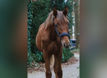 Westfaliano, Semental, 1 año, 172 cm, Alazán-tostado