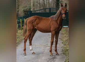 Westfaliano, Semental, 1 año, 172 cm, Alazán-tostado