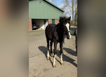 Westfaliano, Semental, 1 año, 172 cm, Negro