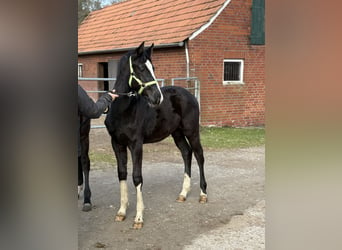 Westfaliano, Semental, 1 año, 172 cm, Negro