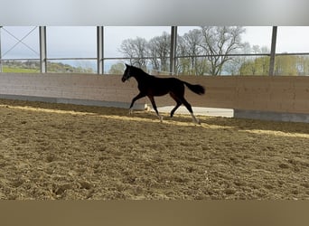 Westfaliano, Semental, 1 año, 180 cm, Castaño