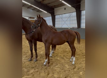 Westfaliano, Semental, 1 año, Alazán