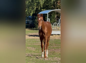 Westfaliano, Semental, 1 año, Alazán