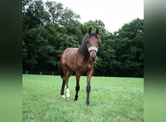 Westfaliano, Semental, 1 año, Castaño