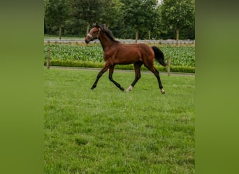 Westfaliano, Semental, 1 año, Castaño