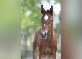 Westfaliano, Semental, 1 año, Castaño
