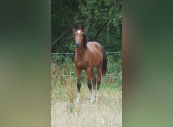 Westfaliano, Semental, 1 año, Castaño