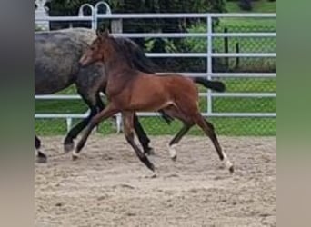 Westfaliano, Semental, 1 año, Castaño