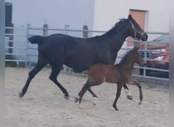 Westfaliano, Semental, 1 año, Castaño