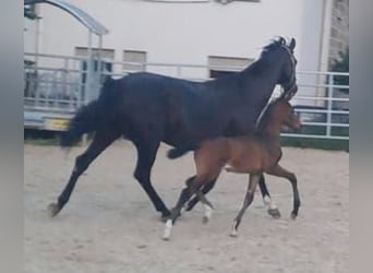 Westfaliano, Semental, 1 año, Castaño