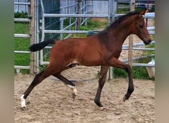 Westfaliano, Semental, 1 año, Castaño