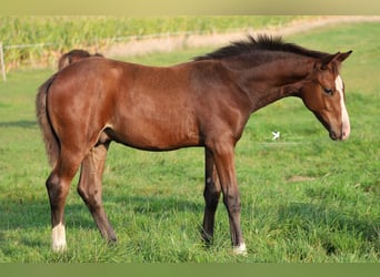 Westfaliano, Semental, 1 año, Castaño