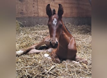 Westfaliano, Semental, 1 año, Castaño