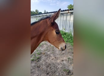 Westfaliano, Semental, 1 año, Castaño