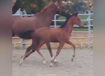 Westfaliano, Semental, 1 año, Castaño