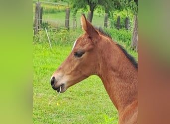 Westfaliano, Semental, 1 año, Castaño