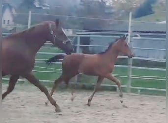 Westfaliano, Semental, 1 año, Castaño