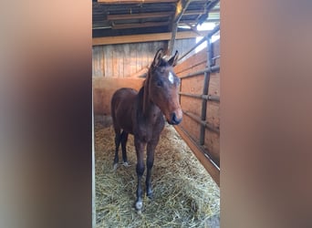 Westfaliano, Semental, 1 año, Castaño