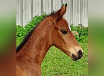 Westfaliano, Semental, 1 año, Castaño