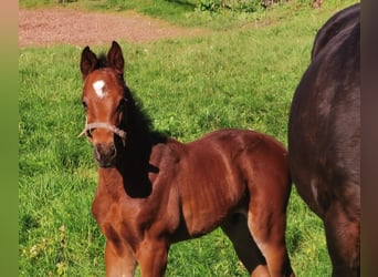 Westfaliano, Semental, 1 año, Castaño