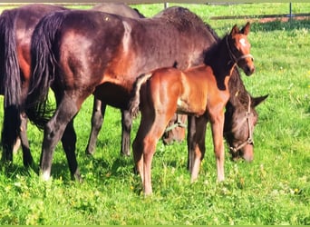 Westfaliano, Semental, 1 año, Castaño