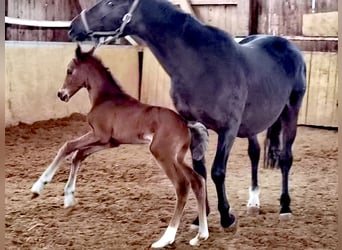 Westfaliano, Semental, 1 año, Castaño