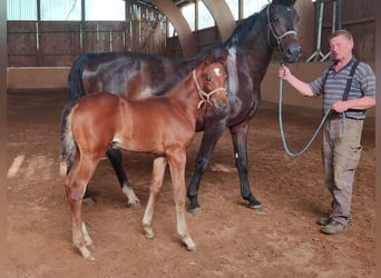 Westfaliano, Semental, 1 año, Castaño