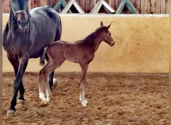 Westfaliano, Semental, 1 año, Castaño