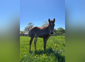 Westfaliano, Semental, 1 año, Castaño