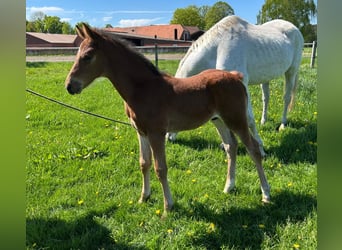 Westfaliano, Semental, 1 año, Castaño