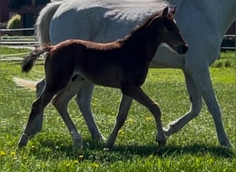 Westfaliano, Semental, 1 año, Castaño