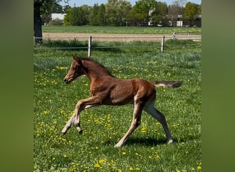 Westfaliano, Semental, 1 año, Castaño