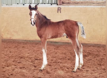 Westfaliano, Semental, 1 año, Castaño