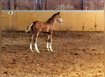 Westfaliano, Semental, 1 año, Castaño