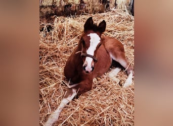 Westfaliano, Semental, 1 año, Castaño