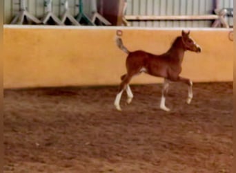 Westfaliano, Semental, 1 año, Castaño