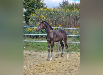 Westfaliano, Semental, 1 año, Castaño oscuro