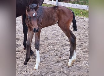 Westfaliano, Semental, 1 año, Castaño oscuro