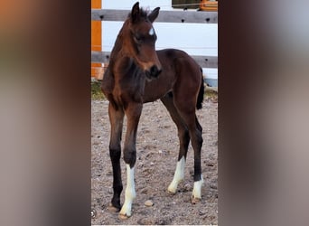 Westfaliano, Semental, 1 año, Castaño oscuro
