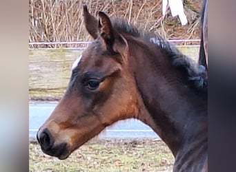 Westfaliano, Semental, 1 año, Castaño oscuro