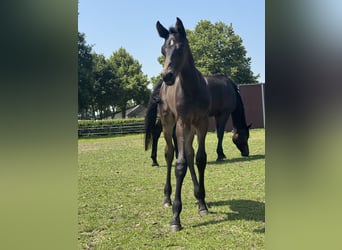 Westfaliano, Semental, 1 año, Castaño oscuro