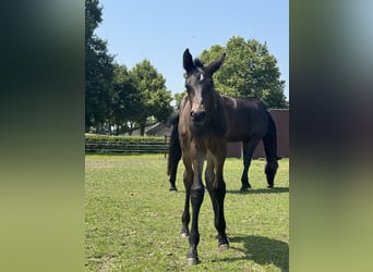 Westfaliano, Semental, 1 año, Castaño oscuro