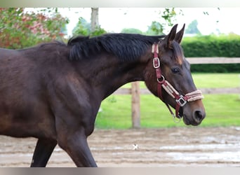 Westfaliano, Semental, 1 año, Morcillo