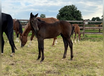 Westfaliano, Semental, 1 año, Musgo