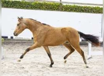 Westfaliano, Semental, 2 años, 140 cm, Castaño