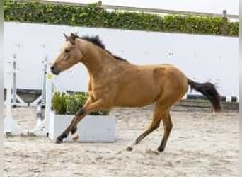 Westfaliano, Semental, 2 años, 140 cm, Castaño