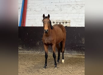 Westfaliano, Semental, 2 años, 156 cm, Castaño