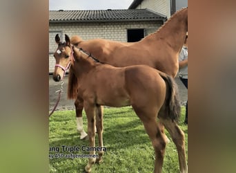 Westfaliano, Semental, 2 años, 157 cm, Castaño oscuro