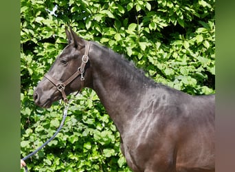 Westfaliano, Semental, 2 años, 161 cm, Castaño oscuro